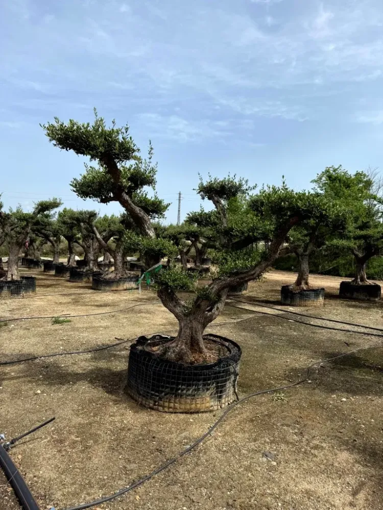Vente plantation à Tréflez