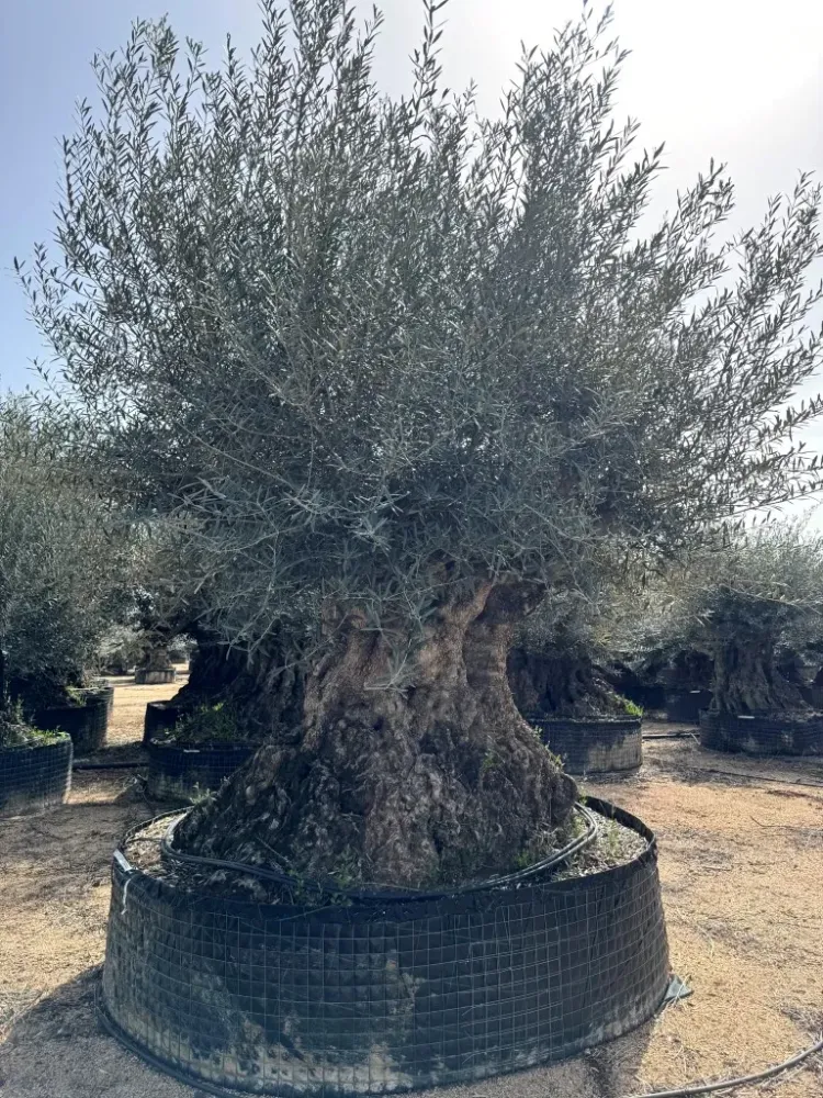 vente-arbres